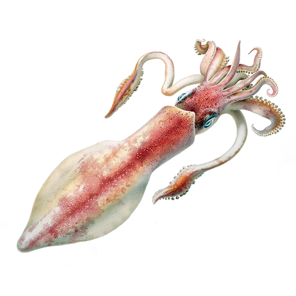 The French Grocer - Seafood - Loligo Squid