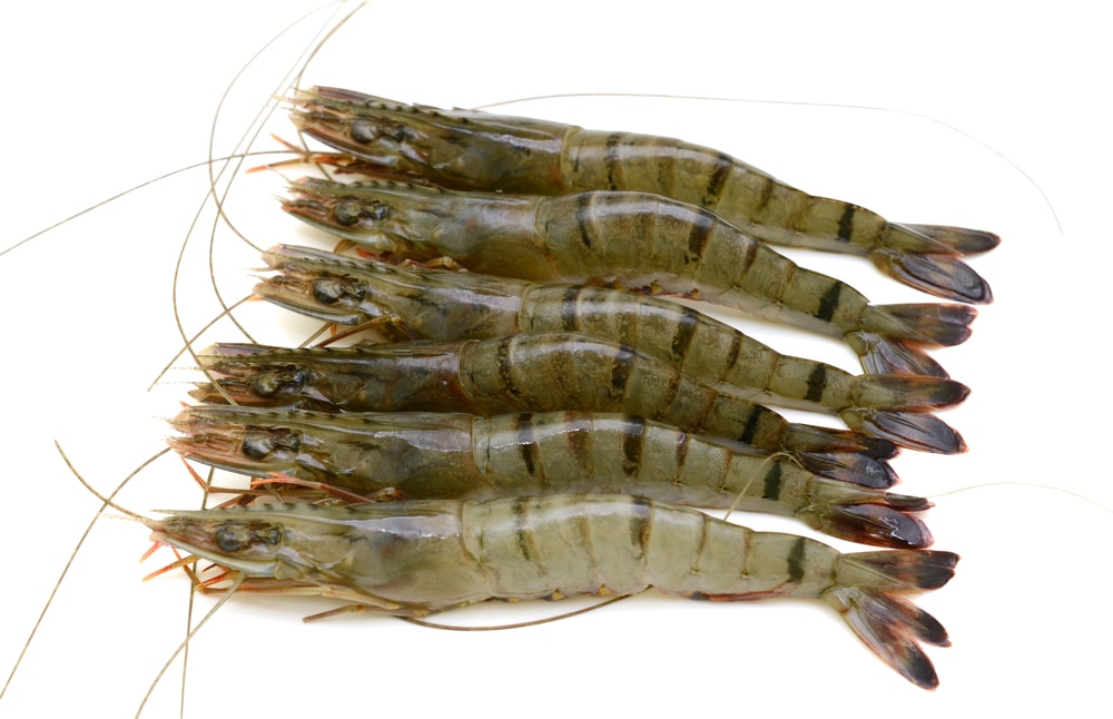 U10 Raw Head on Shell on Tiger Prawns 10pcs by 1kg - Frozen - Image 2