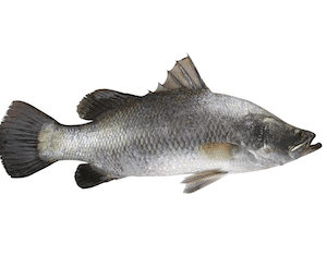 Whole Seabass Barramundi gilled, gutted & descale ~600g - Fresh PRE ORDER