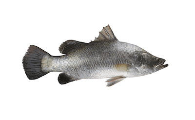 Whole Seabass Barramundi gilled, gutted & descale ~600g - Fresh PRE ORDER