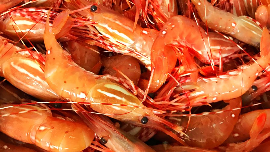 Canada Raw Sea Wild Spot Prawn 20/24 1kg Pkt - Frozen