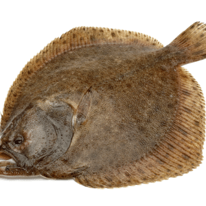 Spain Gutted Turbot fish / kg - Frozen