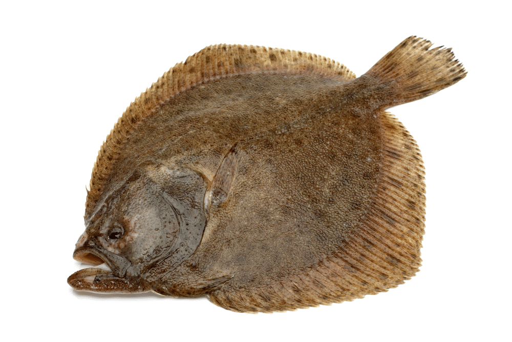 Spain Gutted Turbot fish / kg - Frozen
