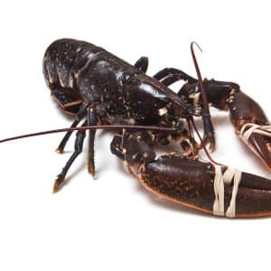 Spain Alondra European Blue Lobster ~450g pc - Frozen