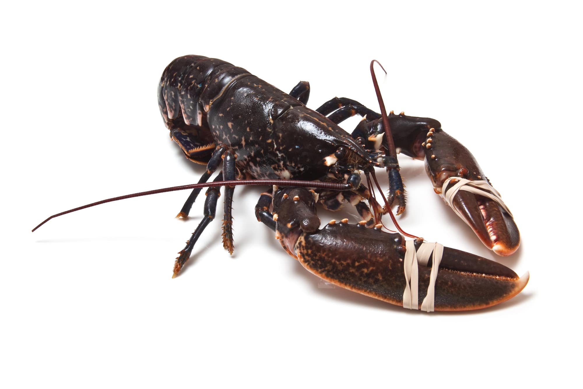 Spain Alondra European Blue Lobster ~450g pc – Frozen